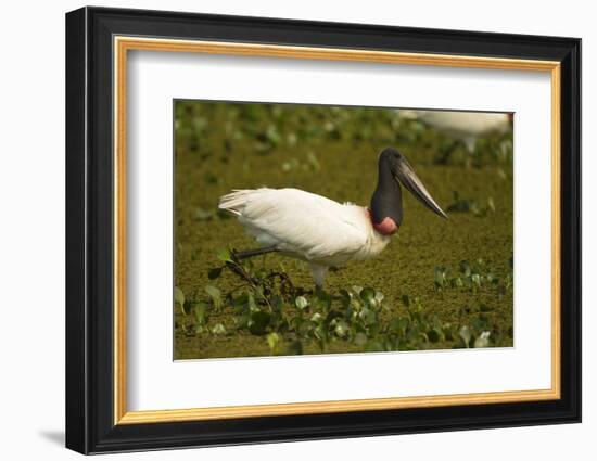 Jabiru Stork-Joe McDonald-Framed Photographic Print