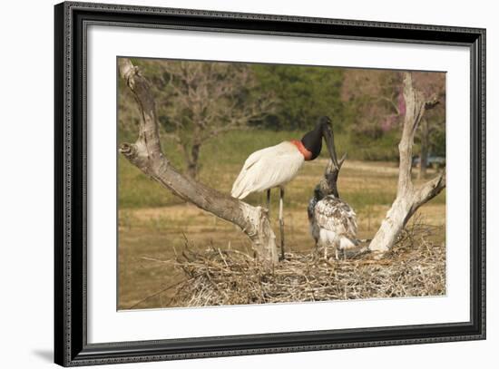 Jabiru Stork-Joe McDonald-Framed Photographic Print