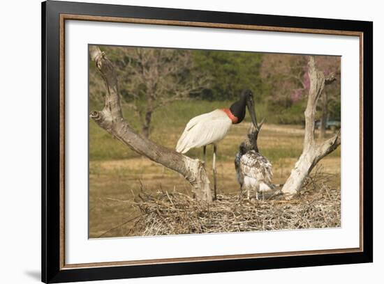 Jabiru Stork-Joe McDonald-Framed Photographic Print