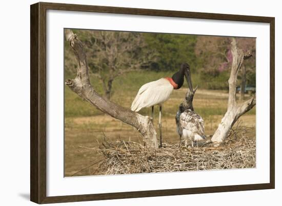 Jabiru Stork-Joe McDonald-Framed Photographic Print