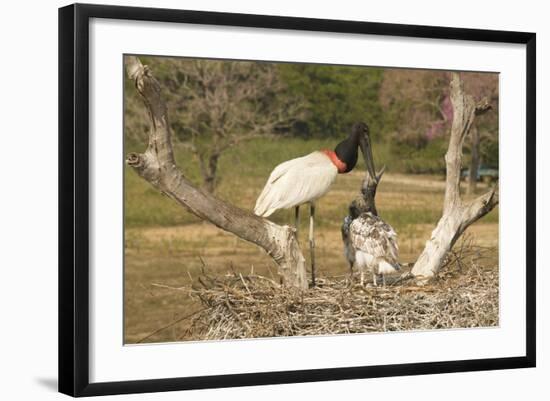 Jabiru Stork-Joe McDonald-Framed Photographic Print