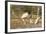 Jabiru Stork-Joe McDonald-Framed Photographic Print