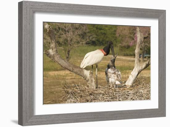 Jabiru Stork-Joe McDonald-Framed Photographic Print