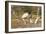 Jabiru Stork-Joe McDonald-Framed Photographic Print