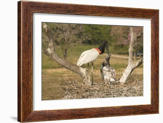 Jabiru Stork-Joe McDonald-Framed Photographic Print