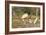 Jabiru Stork-Joe McDonald-Framed Photographic Print