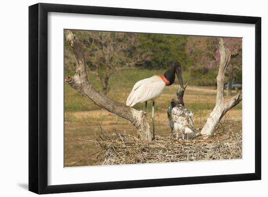 Jabiru Stork-Joe McDonald-Framed Photographic Print