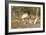 Jabiru Stork-Joe McDonald-Framed Photographic Print