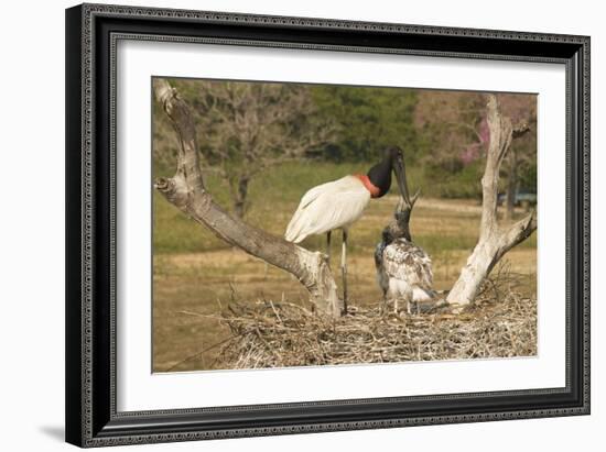 Jabiru Stork-Joe McDonald-Framed Photographic Print