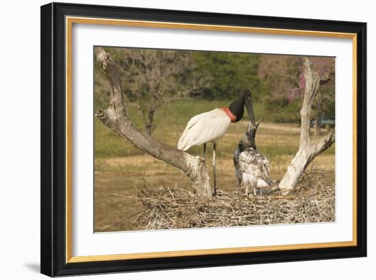 Jabiru Stork-Joe McDonald-Framed Photographic Print