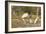 Jabiru Stork-Joe McDonald-Framed Photographic Print