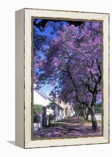 Jacaranda Tree in Blossom-Alan J. S. Weaving-Framed Premier Image Canvas