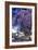 Jacaranda Tree in Blossom-Alan J. S. Weaving-Framed Photographic Print