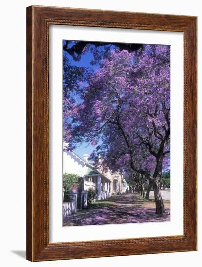 Jacaranda Tree in Blossom-Alan J. S. Weaving-Framed Photographic Print