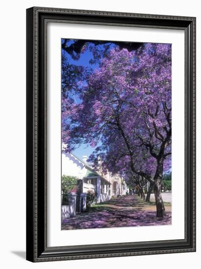 Jacaranda Tree in Blossom-Alan J. S. Weaving-Framed Photographic Print