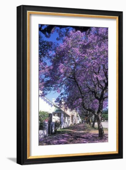 Jacaranda Tree in Blossom-Alan J. S. Weaving-Framed Photographic Print