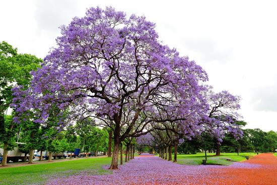 Jacaranda Tree Jacaranda Mimosifolia Buenos Aires City Argentina South America Photographic Print Pablo Cersosimo Art Com