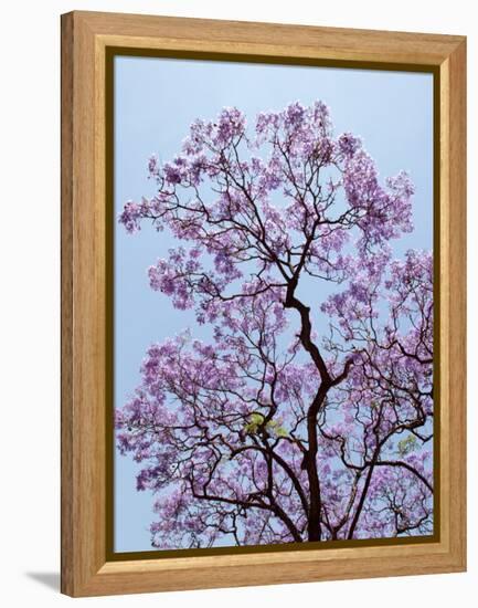 Jacaranda Trees Blooming in City Park, Buenos Aires, Argentina-Michele Molinari-Framed Premier Image Canvas