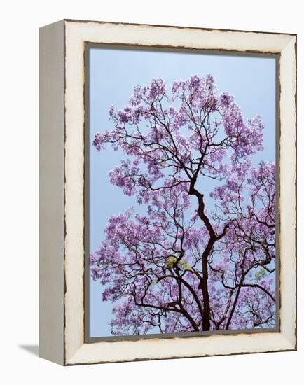 Jacaranda Trees Blooming in City Park, Buenos Aires, Argentina-Michele Molinari-Framed Premier Image Canvas