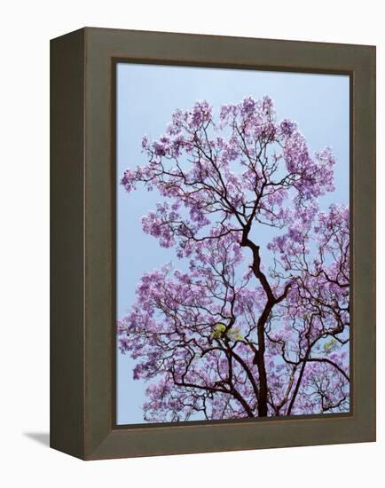 Jacaranda Trees Blooming in City Park, Buenos Aires, Argentina-Michele Molinari-Framed Premier Image Canvas