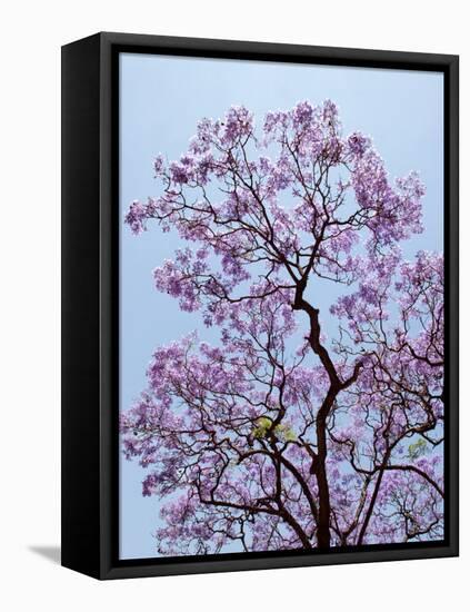 Jacaranda Trees Blooming in City Park, Buenos Aires, Argentina-Michele Molinari-Framed Premier Image Canvas