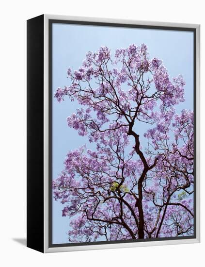 Jacaranda Trees Blooming in City Park, Buenos Aires, Argentina-Michele Molinari-Framed Premier Image Canvas