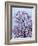 Jacaranda Trees Blooming in City Park, Buenos Aires, Argentina-Michele Molinari-Framed Photographic Print