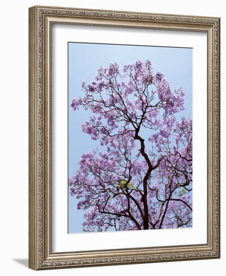 Jacaranda Trees Blooming in City Park, Buenos Aires, Argentina-Michele Molinari-Framed Photographic Print