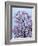 Jacaranda Trees Blooming in City Park, Buenos Aires, Argentina-Michele Molinari-Framed Photographic Print