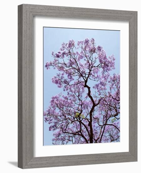 Jacaranda Trees Blooming in City Park, Buenos Aires, Argentina-Michele Molinari-Framed Photographic Print