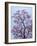 Jacaranda Trees Blooming in City Park, Buenos Aires, Argentina-Michele Molinari-Framed Photographic Print