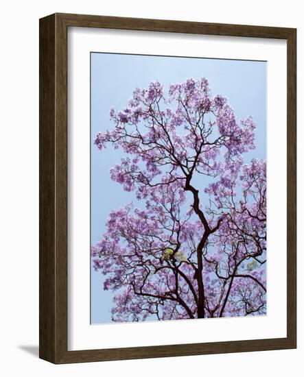 Jacaranda Trees Blooming in City Park, Buenos Aires, Argentina-Michele Molinari-Framed Photographic Print