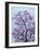 Jacaranda Trees Blooming in City Park, Buenos Aires, Argentina-Michele Molinari-Framed Photographic Print