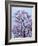 Jacaranda Trees Blooming in City Park, Buenos Aires, Argentina-Michele Molinari-Framed Photographic Print