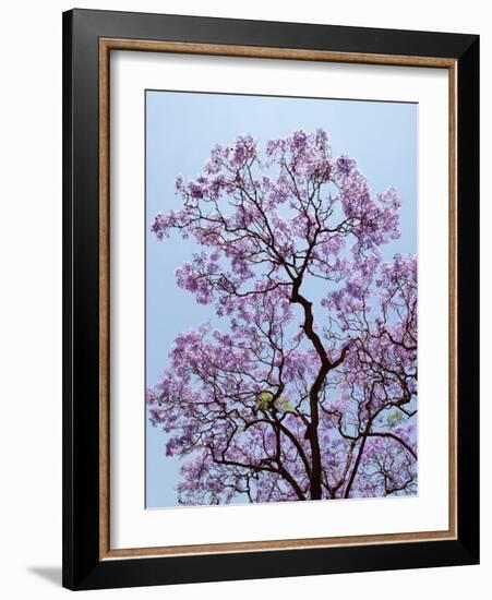 Jacaranda Trees Blooming in City Park, Buenos Aires, Argentina-Michele Molinari-Framed Photographic Print