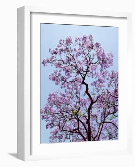 Jacaranda Trees Blooming in City Park, Buenos Aires, Argentina-Michele Molinari-Framed Photographic Print