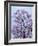 Jacaranda Trees Blooming in City Park, Buenos Aires, Argentina-Michele Molinari-Framed Photographic Print