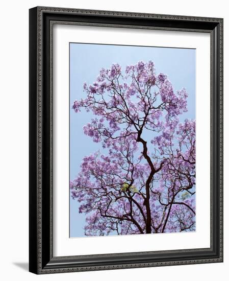 Jacaranda Trees Blooming in City Park, Buenos Aires, Argentina-Michele Molinari-Framed Photographic Print