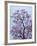 Jacaranda Trees Blooming in City Park, Buenos Aires, Argentina-Michele Molinari-Framed Photographic Print