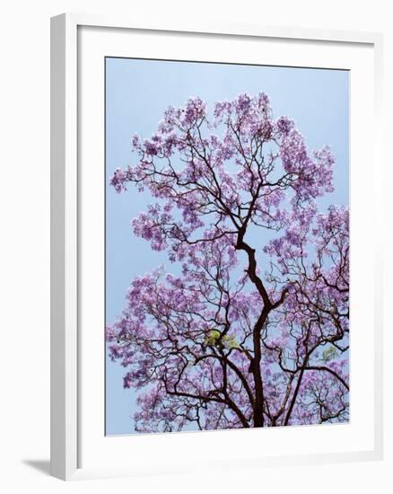 Jacaranda Trees Blooming in City Park, Buenos Aires, Argentina-Michele Molinari-Framed Photographic Print