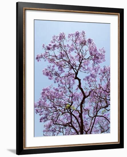 Jacaranda Trees Blooming in City Park, Buenos Aires, Argentina-Michele Molinari-Framed Photographic Print