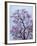 Jacaranda Trees Blooming in City Park, Buenos Aires, Argentina-Michele Molinari-Framed Photographic Print