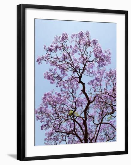 Jacaranda Trees Blooming in City Park, Buenos Aires, Argentina-Michele Molinari-Framed Photographic Print