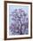 Jacaranda Trees Blooming in City Park, Buenos Aires, Argentina-Michele Molinari-Framed Photographic Print