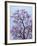 Jacaranda Trees Blooming in City Park, Buenos Aires, Argentina-Michele Molinari-Framed Photographic Print