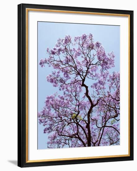 Jacaranda Trees Blooming in City Park, Buenos Aires, Argentina-Michele Molinari-Framed Photographic Print