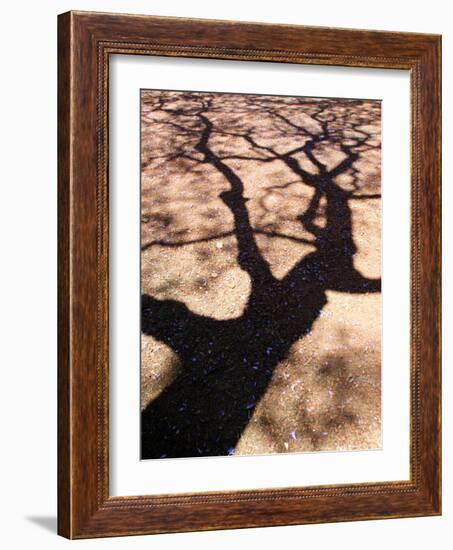 Jacaranda Trees Blooming in City Park, Buenos Aires, Argentina-Michele Molinari-Framed Photographic Print