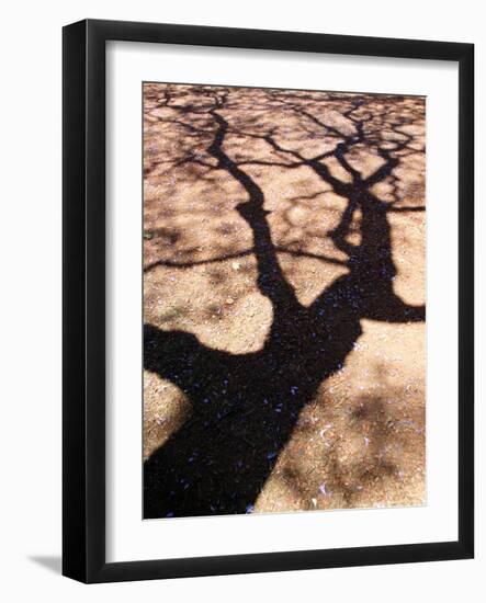 Jacaranda Trees Blooming in City Park, Buenos Aires, Argentina-Michele Molinari-Framed Photographic Print