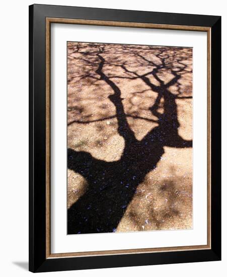 Jacaranda Trees Blooming in City Park, Buenos Aires, Argentina-Michele Molinari-Framed Photographic Print