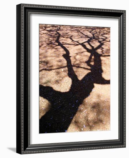 Jacaranda Trees Blooming in City Park, Buenos Aires, Argentina-Michele Molinari-Framed Photographic Print